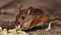 24 Hour & Emergency Exterminators in Fredericksville, PA
